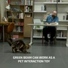 A man uses a green laser to play with a cat, which is crouching and ready to pounce.