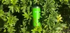 Green Olight stainless steel tumbler with red splatter pattern nestled in lush green leafy bushes in sunlight